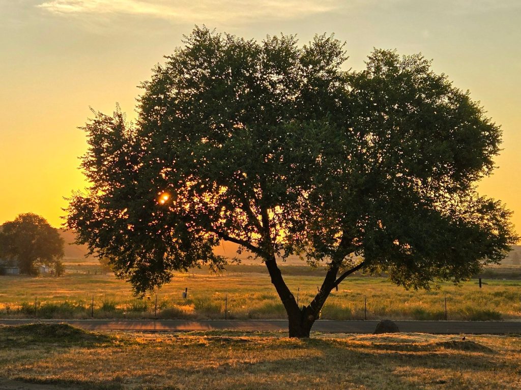 Silhouette of tree at sunset