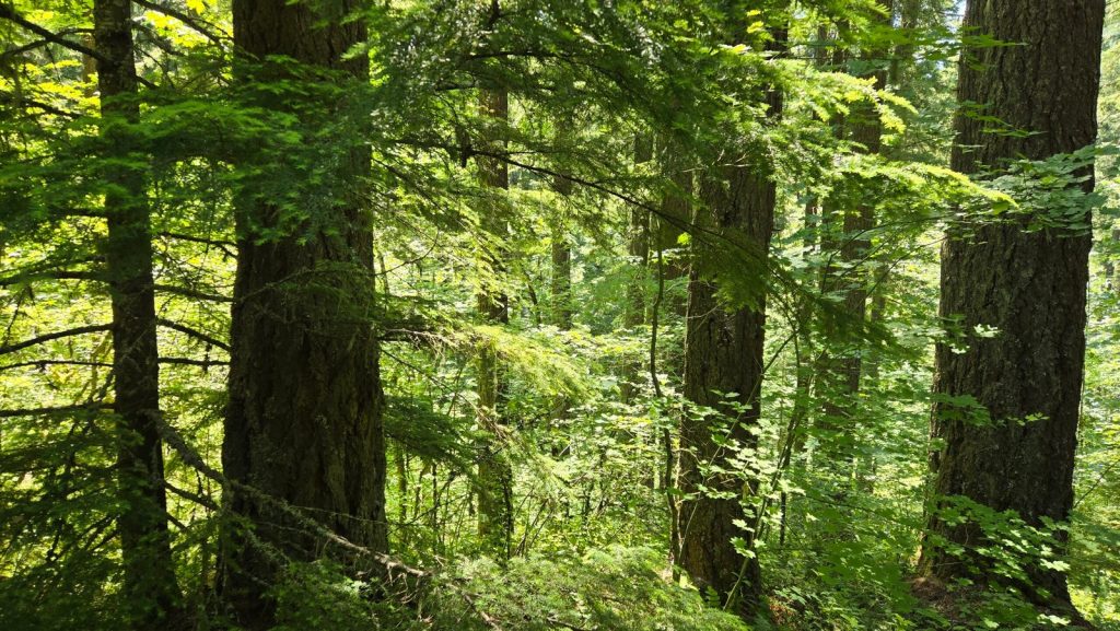 Lush green forest scenery